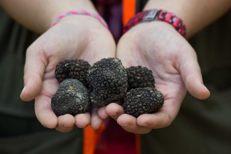 Gaon - Istria: Truffle Hunting & Cooking & Tasting - What You’ll Learn About Truffles