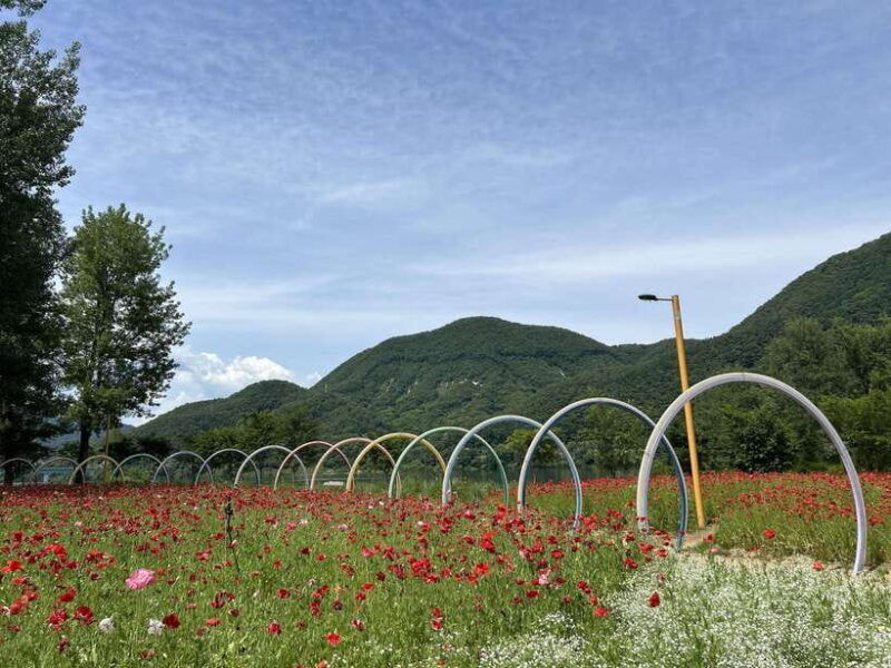 gapyeong-day-trip-river-cruise-to-walk-around-jarasum