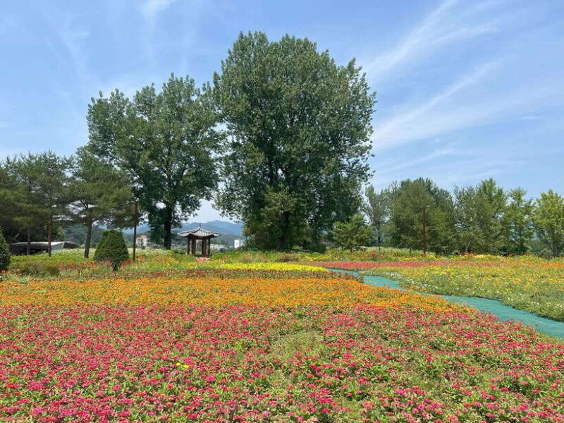 gapyeong-day-trip-river-cruise-to-walk-around-jarasum