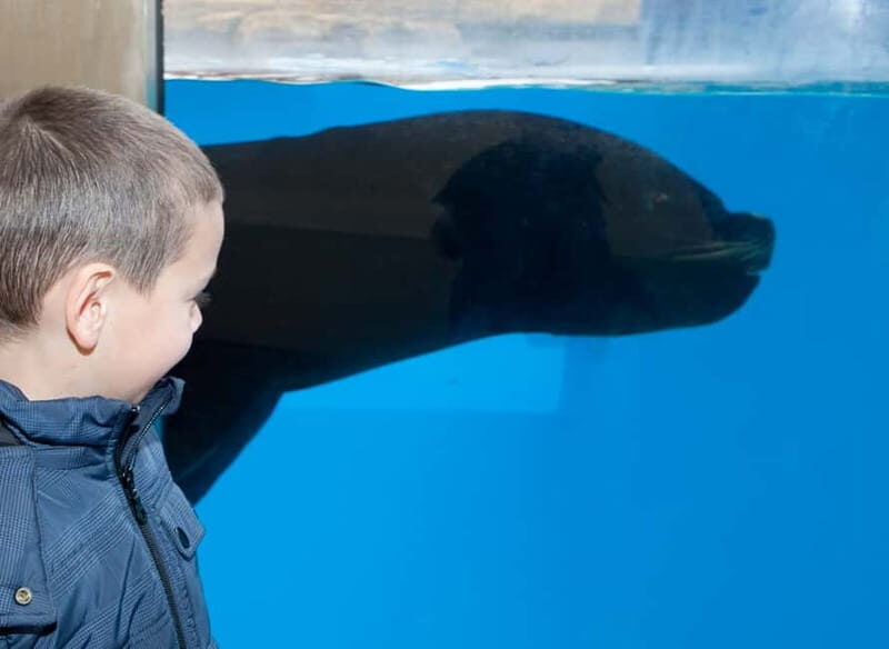 Gardaland SEA LIFE Aquarium: Open Date Entry Ticket - Key Points