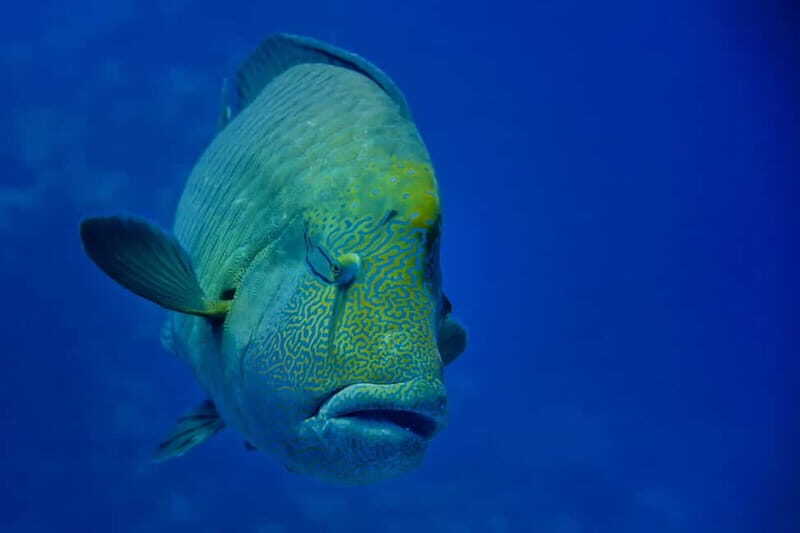 Gardaland SEA LIFE Aquarium: Open Date Entry Ticket - FAQ