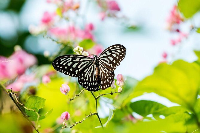 Garden & Parks Tour From Kuala Lumpur - Key Points