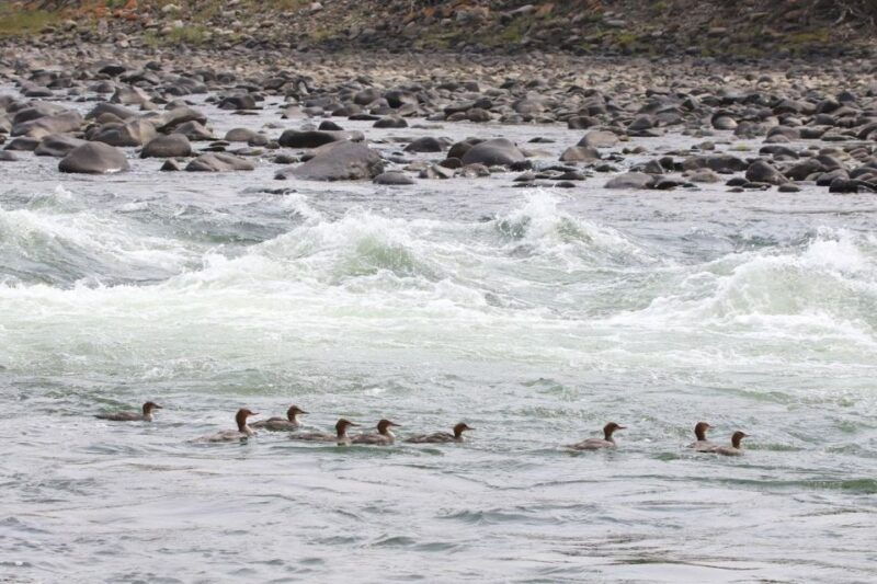 gardiner-scenic-raft-float-on-the-yellowstone-river