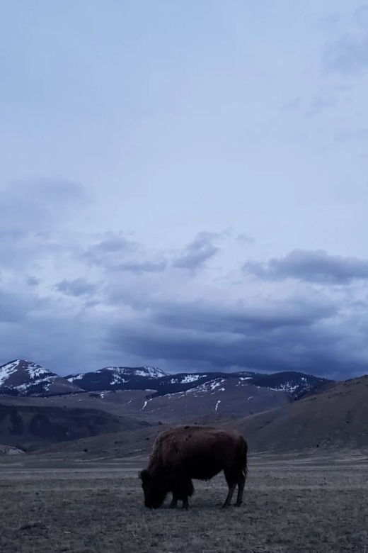 gardiner-yellowstone-national-park-wildlife-guided-tour