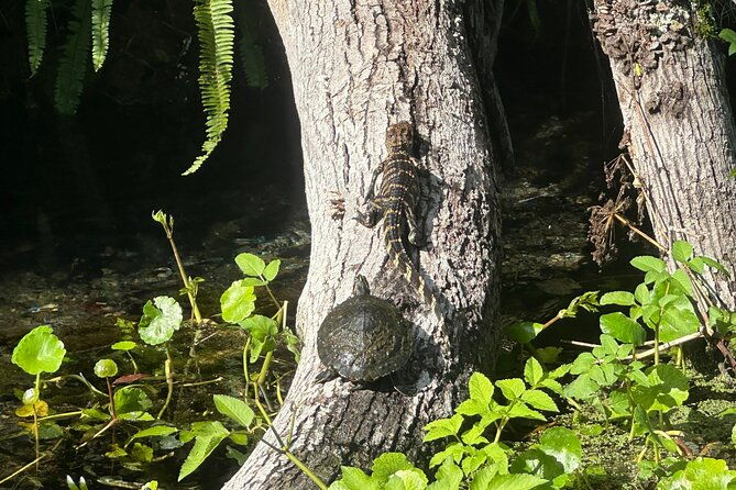 gator-viewing-clear-kayak-springs-tour-2