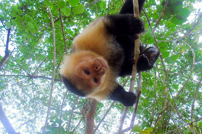 gatun-lake-wildlife-tour-from-panama-city