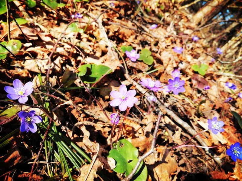 Gauja National Park Guided Hiking Tour - Key Points: