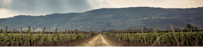 gelato-and-pizza-from-scratch-in-capurso-winery