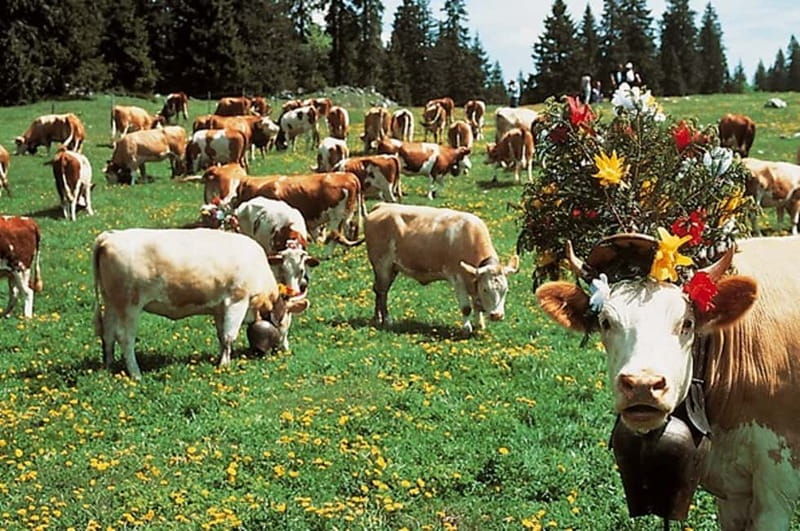 Geneva: Gruyères Tour with Chocolate, Cheese & Golden Train - Final Thoughts