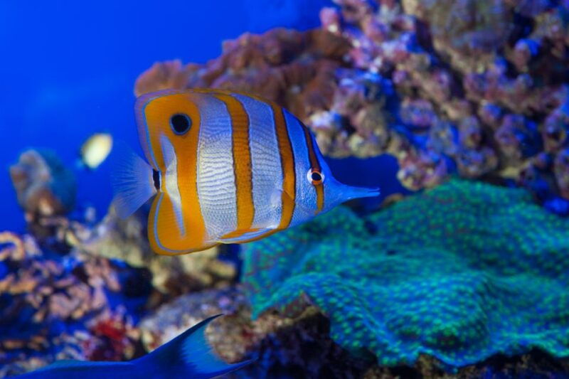 genoa-aquarium-and-fantacinema-combined-ticket