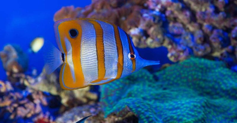 genoa-aquarium-galata-museum-and-submarine-entry-tickets