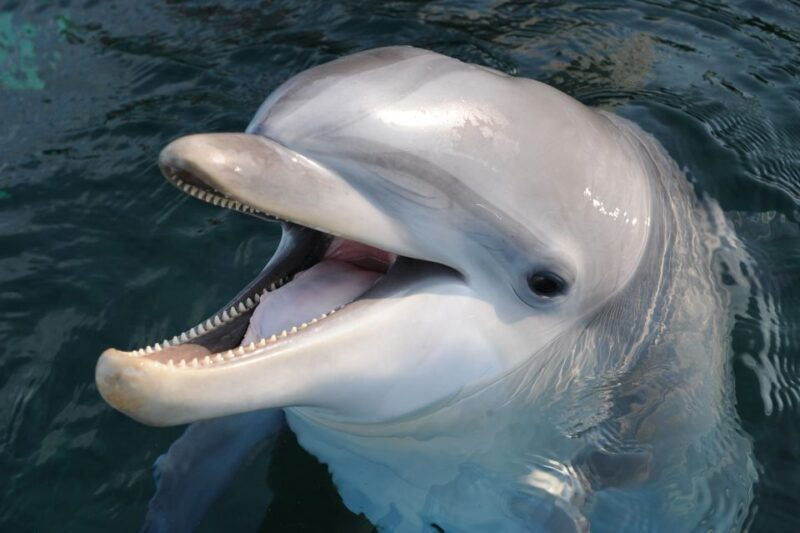 genoa-aquarium-of-genoa-city-of-children-and-youth-ticket