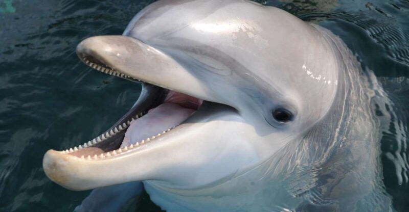 genoa-aquarium-of-genoa-city-of-children-and-youth-ticket