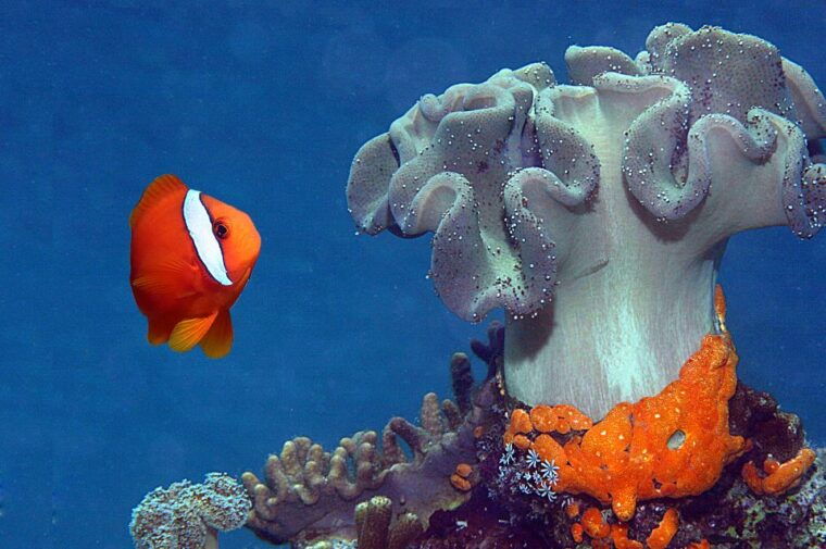 genoa-aquarium-of-genoa-city-of-children-and-youth-ticket