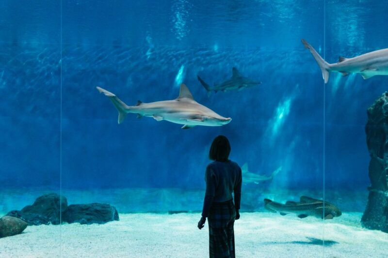 genoa-aquarium-of-genoa-with-lunch