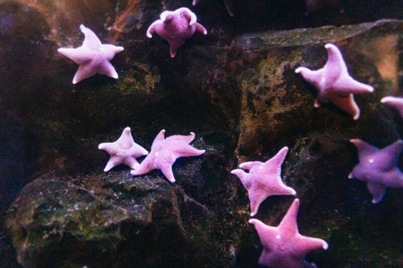 genoa-aquarium-of-genoa-with-lunch
