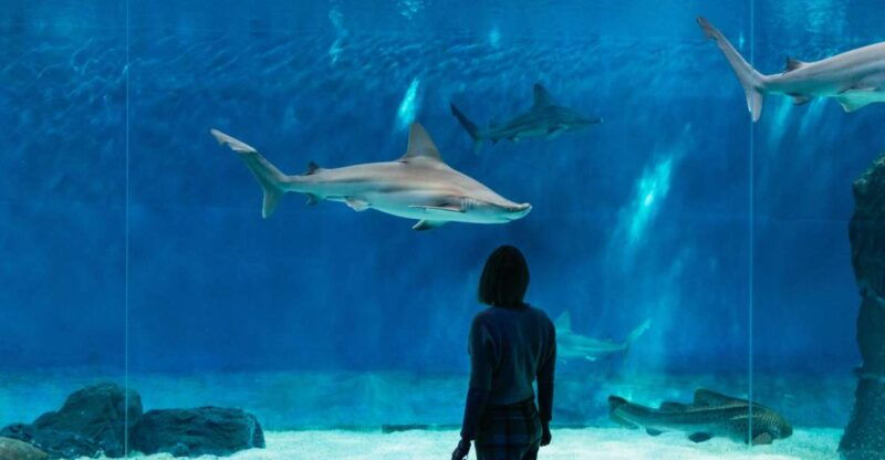 genoa-aquarium-of-genoa-with-lunch