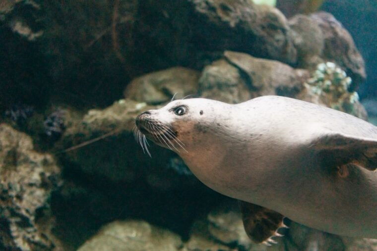 genoa-aquarium-of-genoa-with-lunch