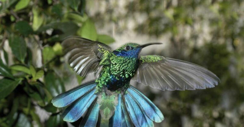 genoa-biosphere-entrance-ticket