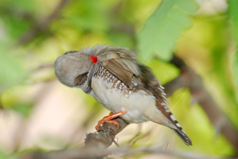 genoa-biosphere-entrance-ticket