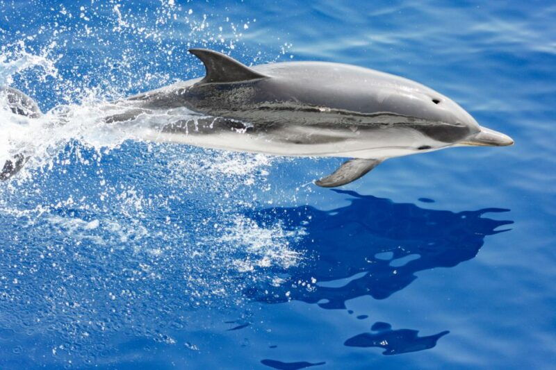 genoa-cetacean-watching-cruise-with-marine-biologist-guide