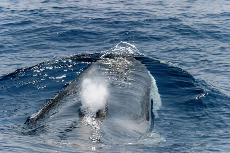 genoa-cetacean-watching-cruise-with-marine-biologist-guide
