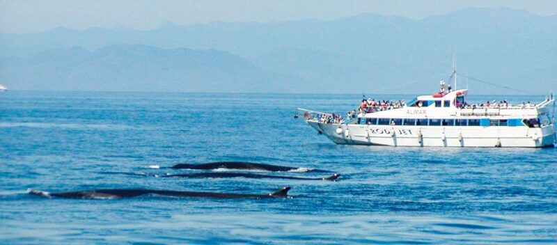 genoa-cetacean-watching-cruise-with-marine-biologist-guide