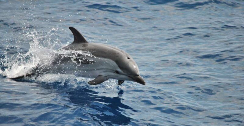 genoa-pelagos-sanctuary-whale-watching-cruise
