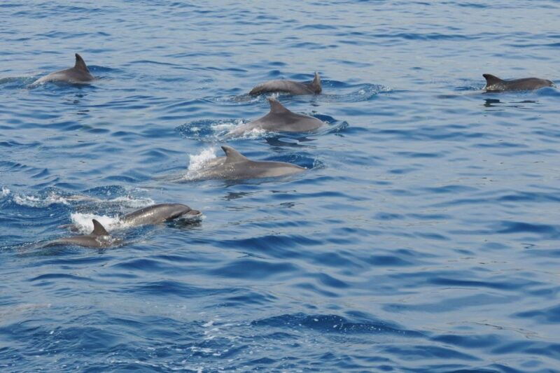 genoa-pelagos-sanctuary-whale-watching-cruise