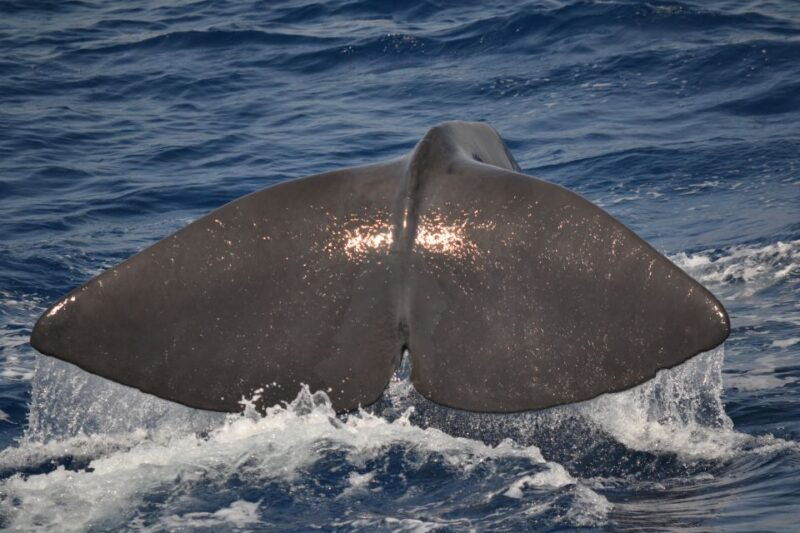 genoa-pelagos-sanctuary-whale-watching-cruise
