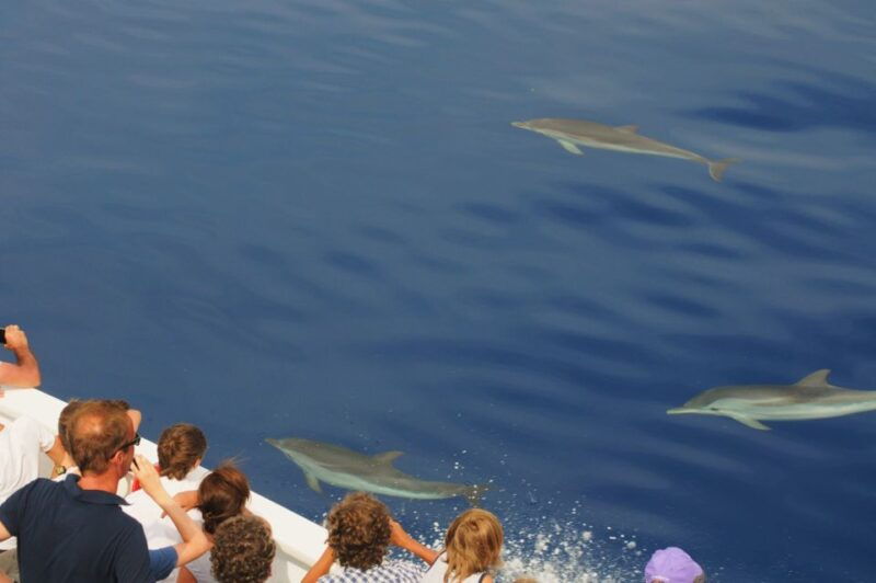 genoa-pelagos-sanctuary-whale-watching-cruise