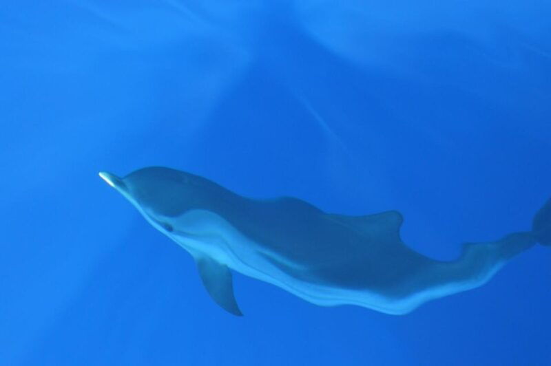 genoa-pelagos-sanctuary-whale-watching-cruise