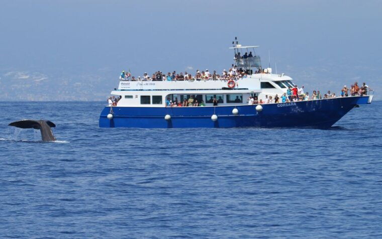genoa-pelagos-sanctuary-whale-watching-cruise