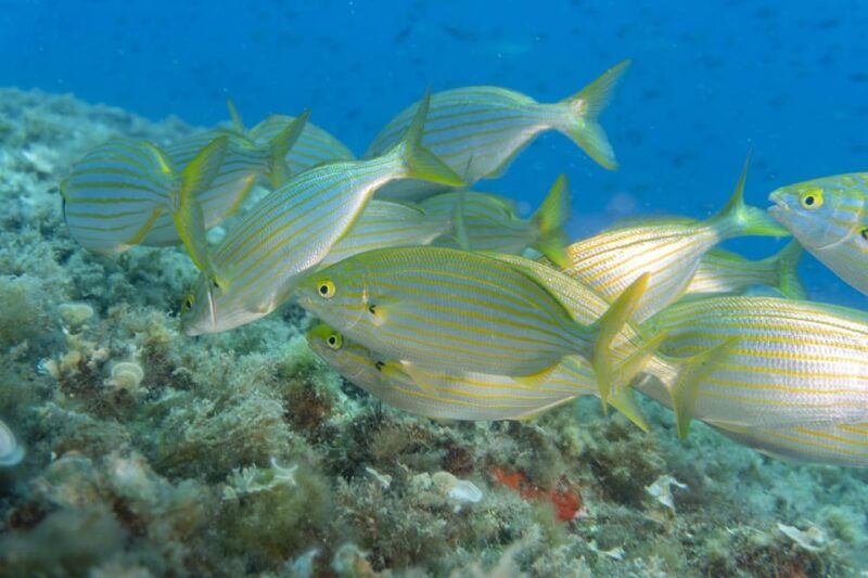 genoa-snorkeling-a-stones-throw-from-downtown