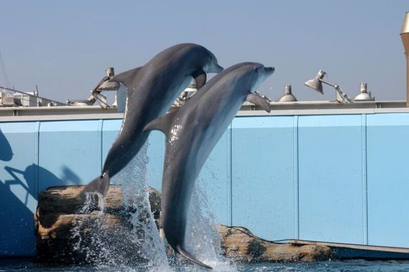 Genoa: World-Famous Aquarium and Lighthouse Combo Ticket - Practical Details and Tips