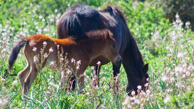 Genoni: discover the Giara Park - The Wild Horses of Giara Park: Nature’s Hidden Treasures