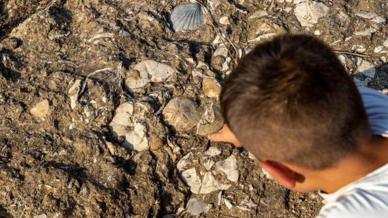 Genoni: discover the Giara Park - Practical Details and Tips for the Tour