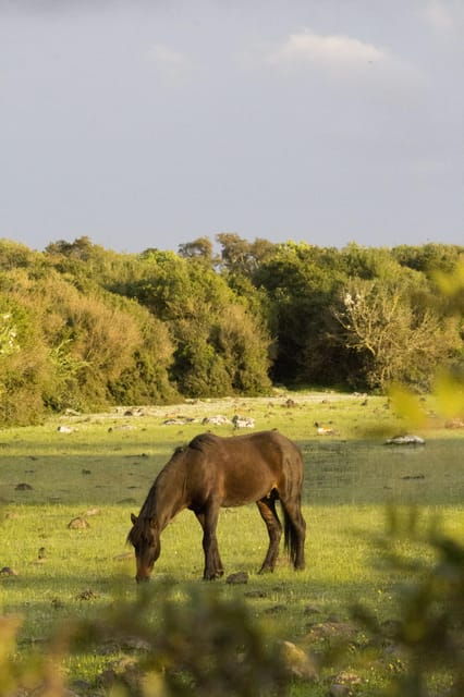 genoni-museum-and-giara-combined-ticket