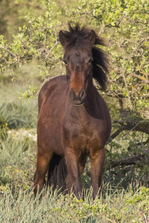 genoni-museum-and-giara-combined-ticket