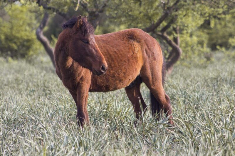 genoni-museum-and-giara-combined-ticket