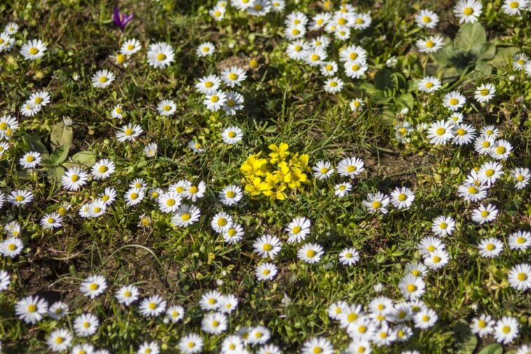 genoni-museum-and-giara-combined-ticket