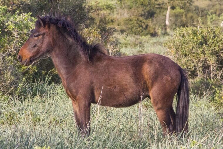 genoni-museum-and-giara-combined-ticket