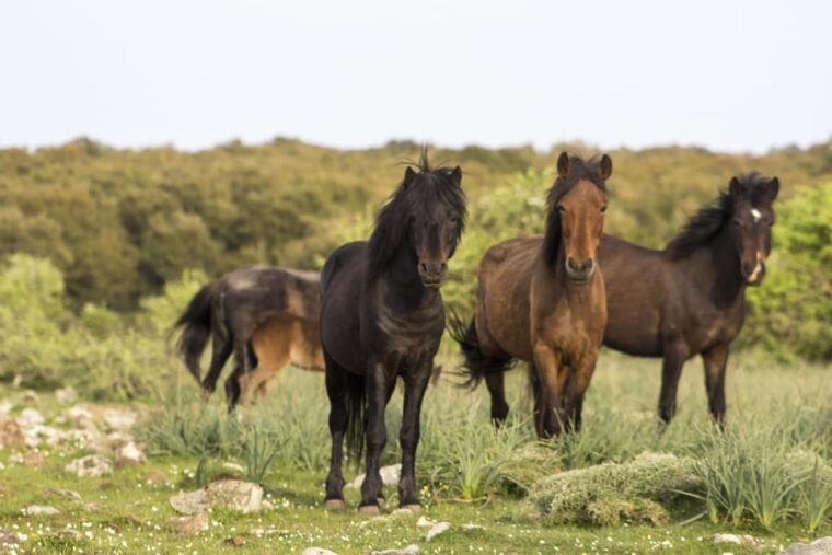 genoni-museum-and-giara-combined-ticket