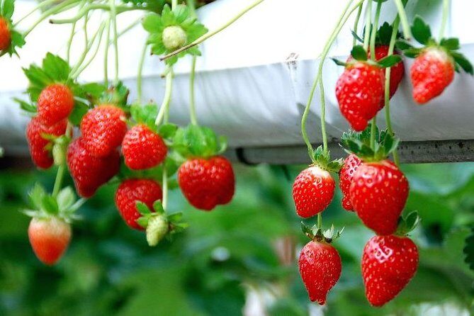 Genting Highland Day Trip & Batu Caves Temple Tour (8Hrs) - Practical Aspects and What to Expect