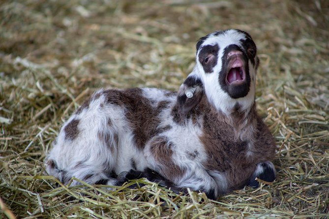 george-washingtons-mount-vernon-gardens-grounds-admission