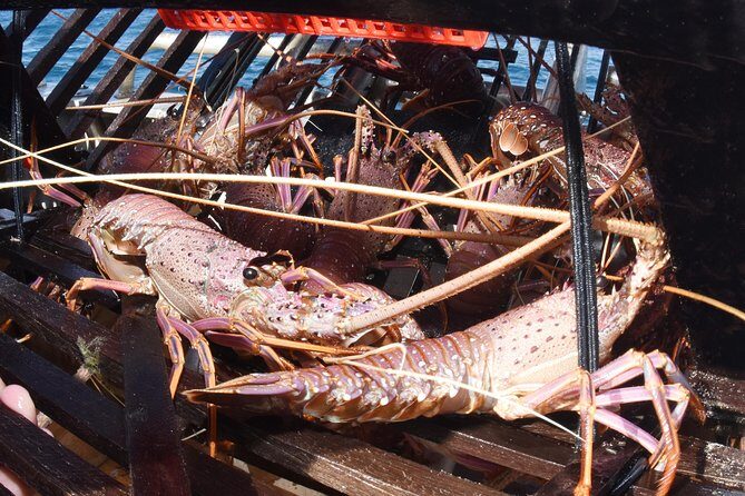 Geraldton Lobster Pot Pull - The Value of This Tour