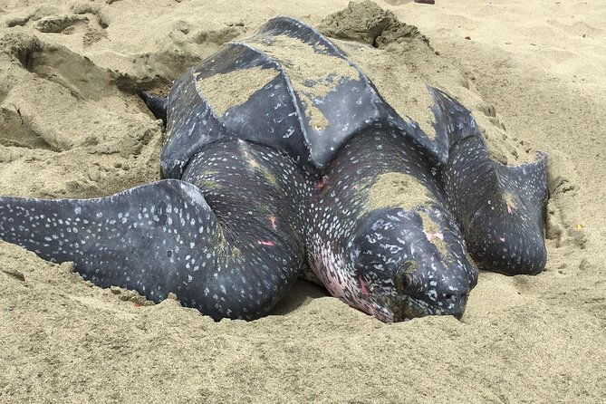 german-speaking-island-tour