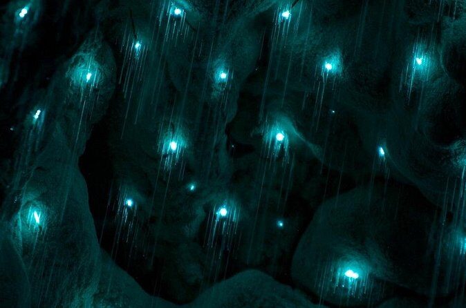 German Speaking Tour of Kawiti Glow Worm Caves, Opua Kauri Walk - FAQs