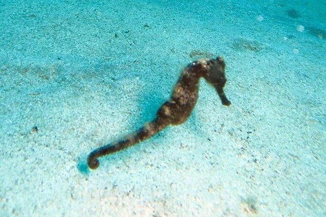 get-scuba-certified-at-san-juan