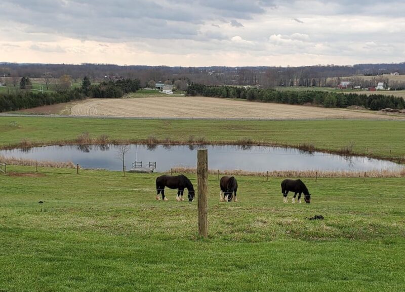 Gettysburg: Horse-Drawn Carriage Tour Countryside & Orchards - An In-Depth Look at the Experience